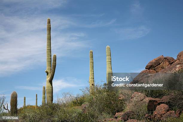 Saguaros Pie Alto Foto de stock y más banco de imágenes de Alto - Descripción física - Alto - Descripción física, Arizona, Azul