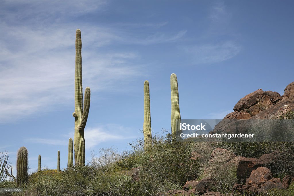 Saguaros stałego wysoki - Zbiór zdjęć royalty-free (Bez ludzi)