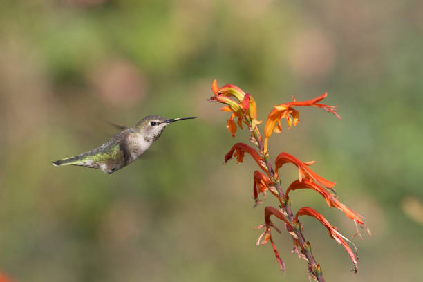 istock Hummingbird and a flower 172851585