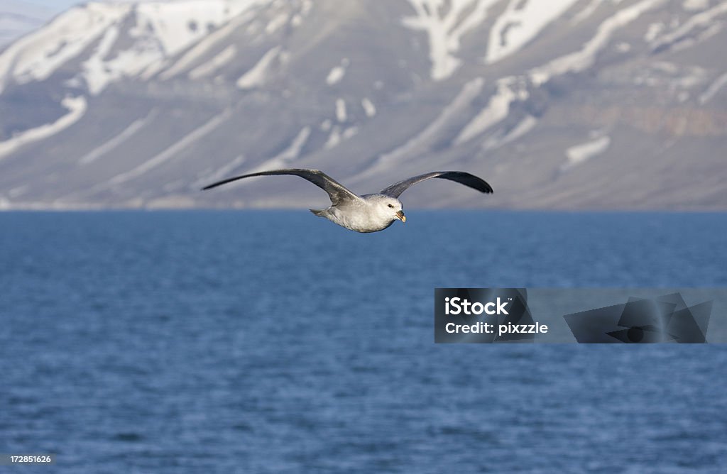 Northern Fulmar Northern Fulmar, Fulmarus glacialis,     in Spitzbergen, Svalbard Animal Stock Photo