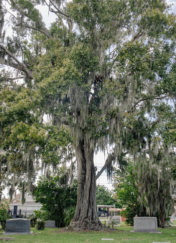 Very large tree in old cemetery  covering grave head stones