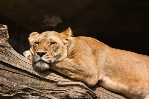 Lioness resting on a log from