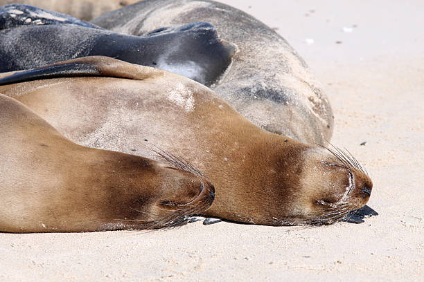 istock Galapagos Sea lions Sleeping on Beach, Galapagos Islands 172852154