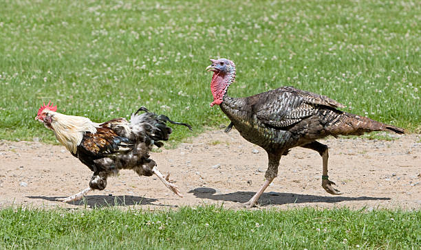 carrera de animal - pavo ave de corral fotografías e imágenes de stock