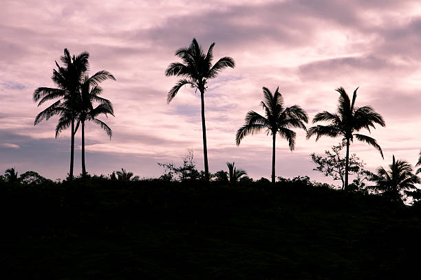 Pôr-do-sol, as palmeiras - foto de acervo