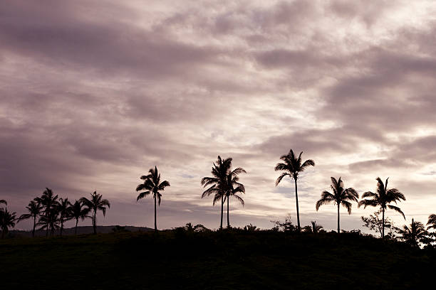 Palme alberi tramonto - foto stock