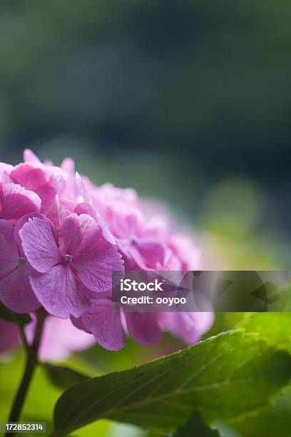 Roxo Hidrângea - Fotografias de stock e mais imagens de Ao Ar Livre - Ao Ar Livre, Beleza natural, Botânica - Ciência de plantas