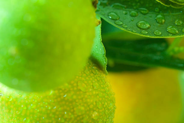kumquat verde sull'albero - kumquat sour taste citrus fruit fruit foto e immagini stock