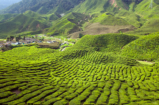 istock tea plantation cameron highlands pahang malaysia 172852529