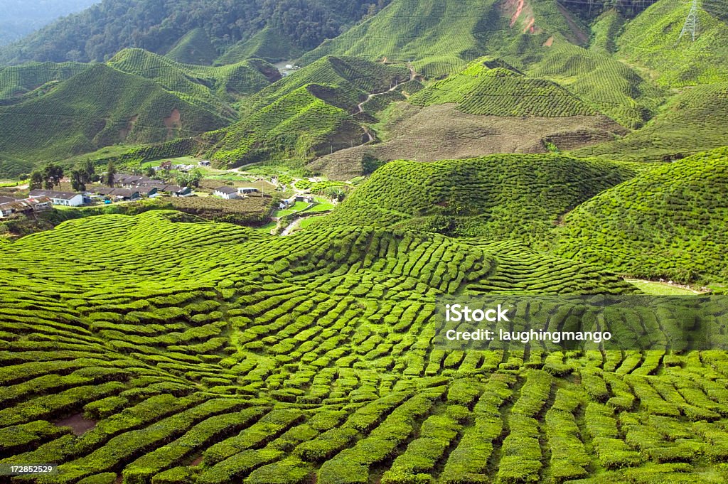 Plantação de chá cameron highlands, pahang, na Malásia - Foto de stock de Agricultura royalty-free