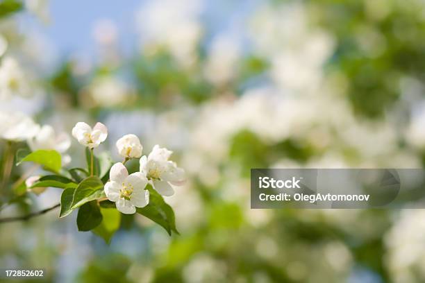 Spring Nature Background Stock Photo - Download Image Now - April, Backgrounds, Beauty In Nature