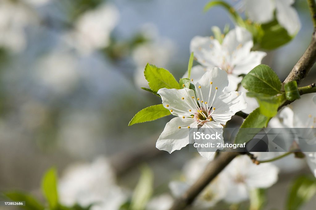 Цветение яблони - Стоковые фото Май роялти-фри