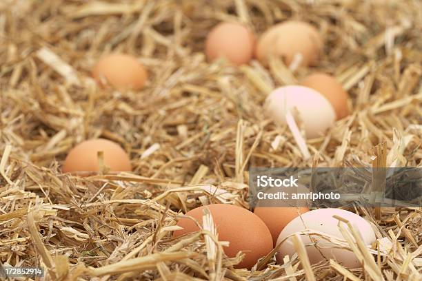 Hühner Eier Stockfoto und mehr Bilder von Ei - Ei, Stroh, Tierisches Ei