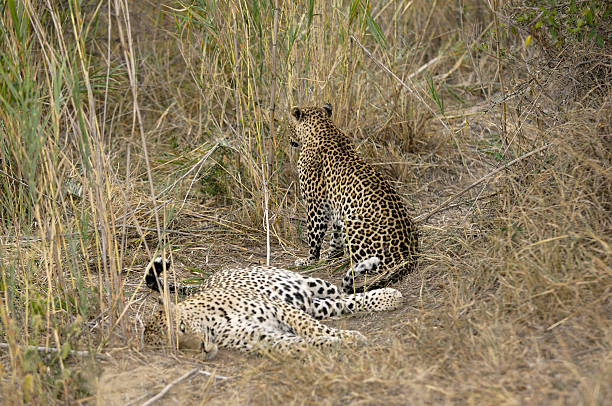 istock Leopards in the dry Sabi Riverbed 172852948