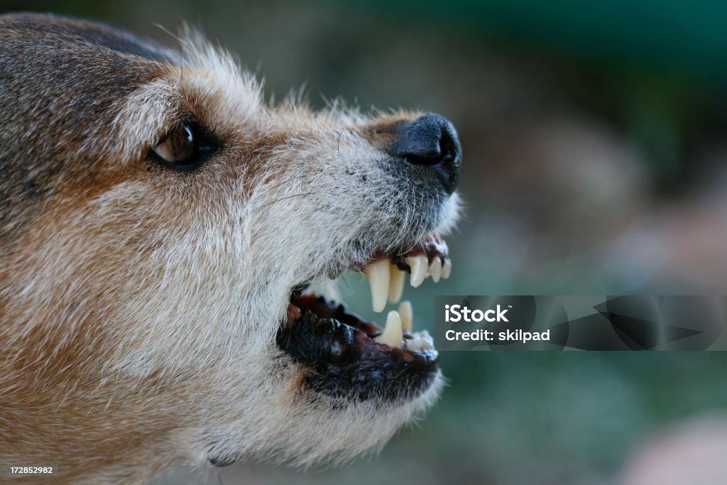 Dents de chien - Photo de Chien libre de droits