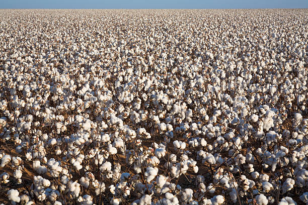 istock white ripe cotton field ready for harvest 172853029