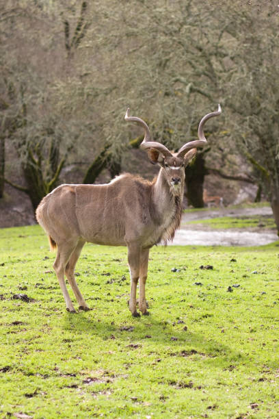 Greater Kudu antelope stock photo