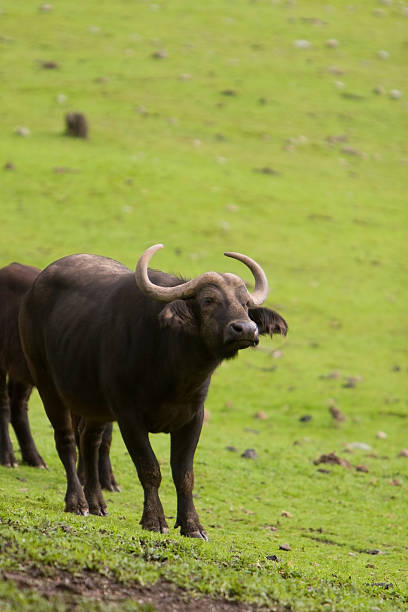 cape buffalo stock photo