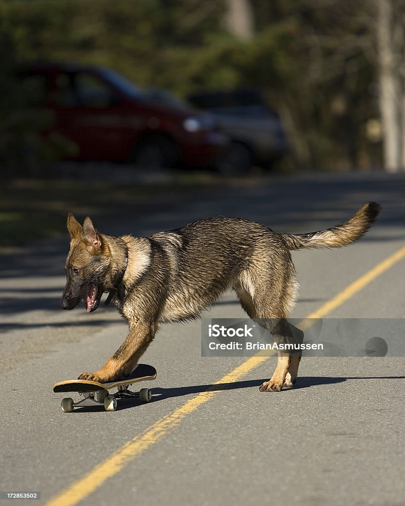 Cão de skate - Foto de stock de Amarelo royalty-free