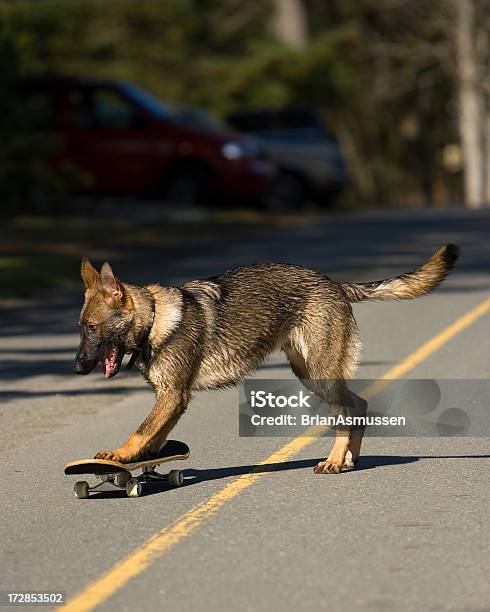 Foto de Cão De Skate e mais fotos de stock de Amarelo - Amarelo, Andar de Skate, Animais Machos