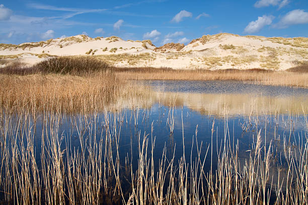 Sand dunes with marram grass near the beach and sea. Seen from the land side of the dunes.