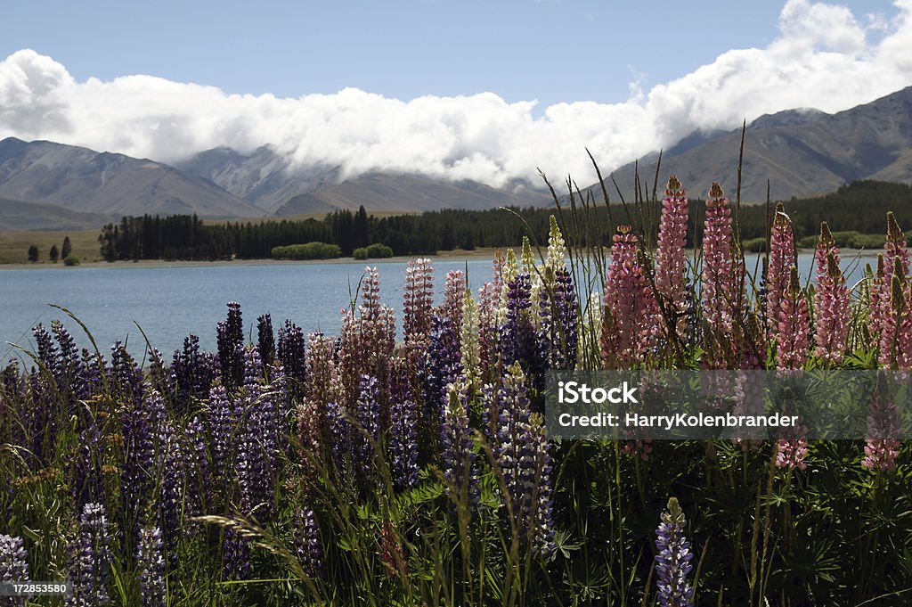 Lupines auf den See. - Lizenzfrei Anhöhe Stock-Foto