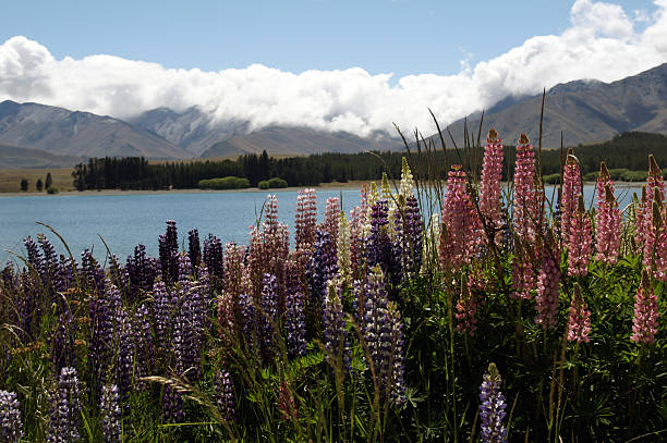 istock Lupines along the lake. 172853580