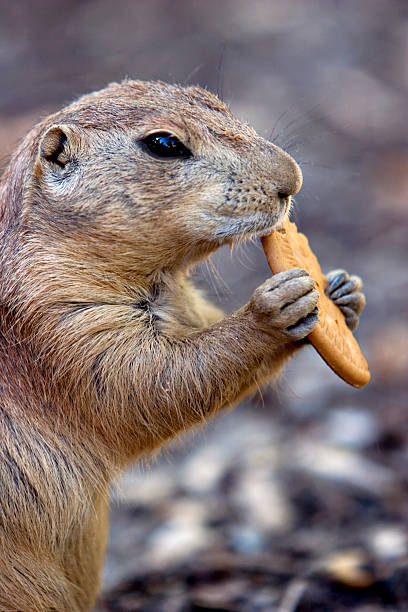 istock Praire dog eating cookie 172853632