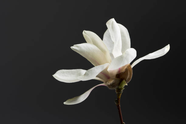 istock Magnolia Blossom in Spring Hz 172853650