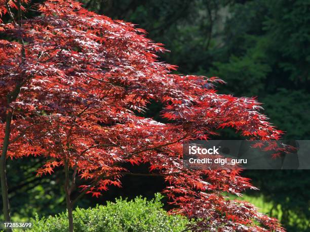 Foto de Ácer Vermelho Japonês e mais fotos de stock de Arbusto - Arbusto, Asiático e indiano, Brilhante - Luminosidade