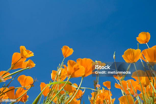 カリフォルニア Poppies - オレンジ色のストックフォトや画像を多数ご用意 - オレンジ色, カリフォルニア州, ケシ