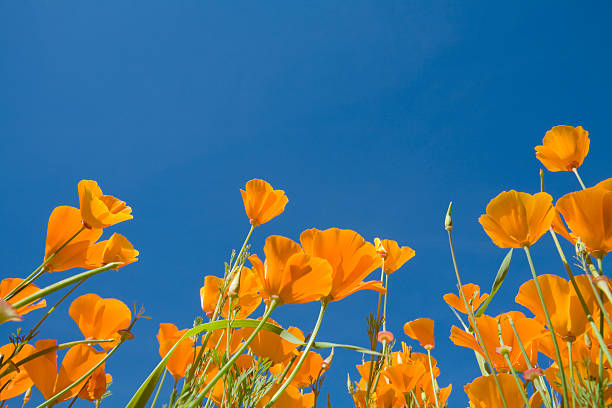 istock California Poppies 172853860