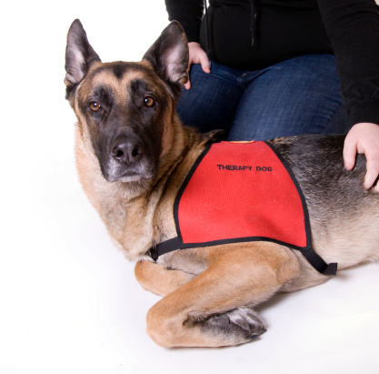German Sheperd therapy dog wearing his vest.