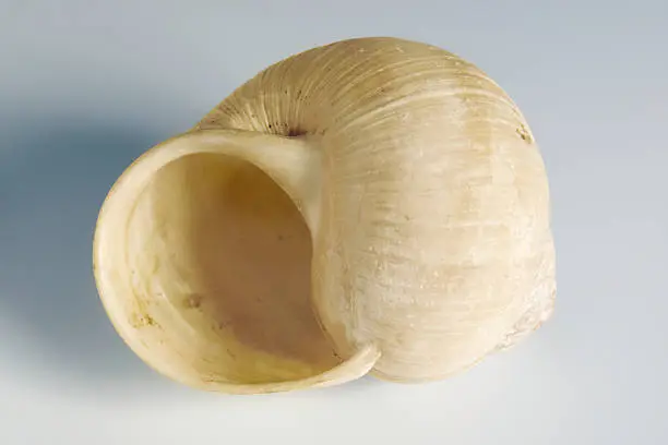 Snail-shell