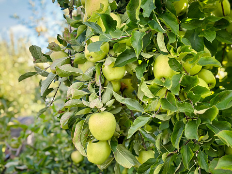 Golden delicious apples