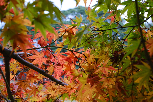 Fall background with Northern Mountain Maple Leaves
