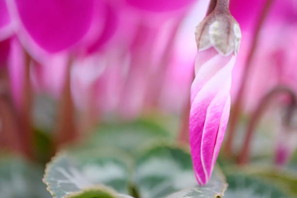 Macro pink cyclamen petals.