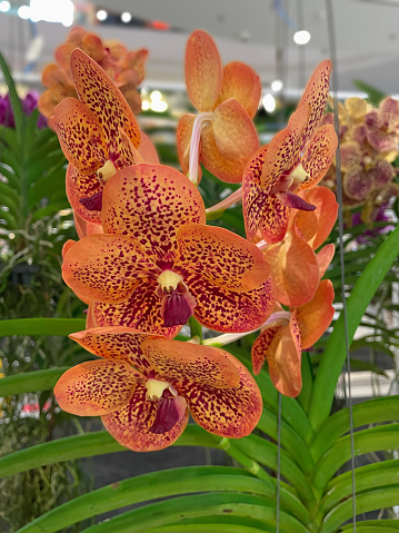 Orange Vanda orchid in the flower garden