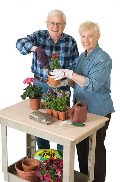 pareja senior jardinería - gardening senior adult action couple fotografías e imágenes de stock