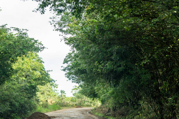istock View of a road surrounded by dense and green forests on the side. 1728557926