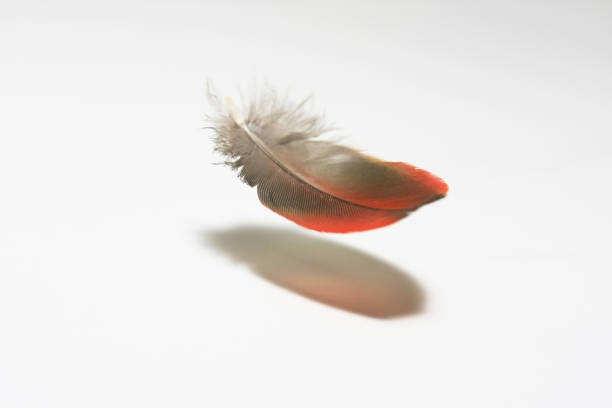Falling feather on white background Macro high resolution picture of a red macau feather falling in mid air against white background.Please see some similar pictures from my portfolio: feathers falling stock pictures, royalty-free photos & images