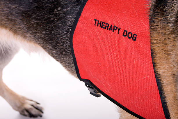 Therapy Dog stock photo