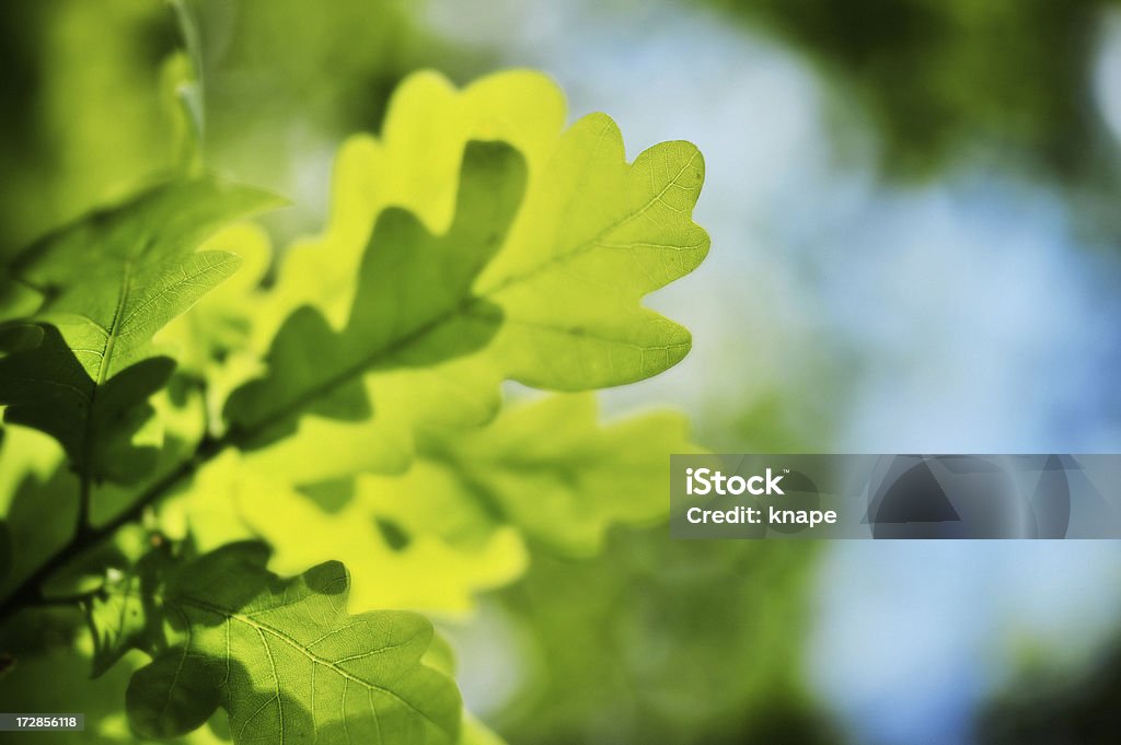 オーク leafs - オークの木のロイヤリティフリーストックフォト
