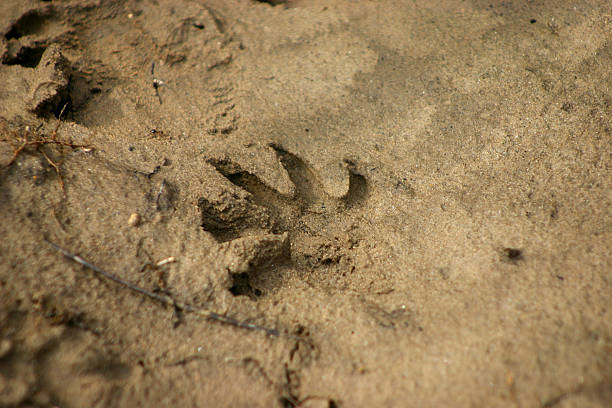 비버 퍼 인쇄 - beaver animal track paw paw print 뉴스 사진 이미지