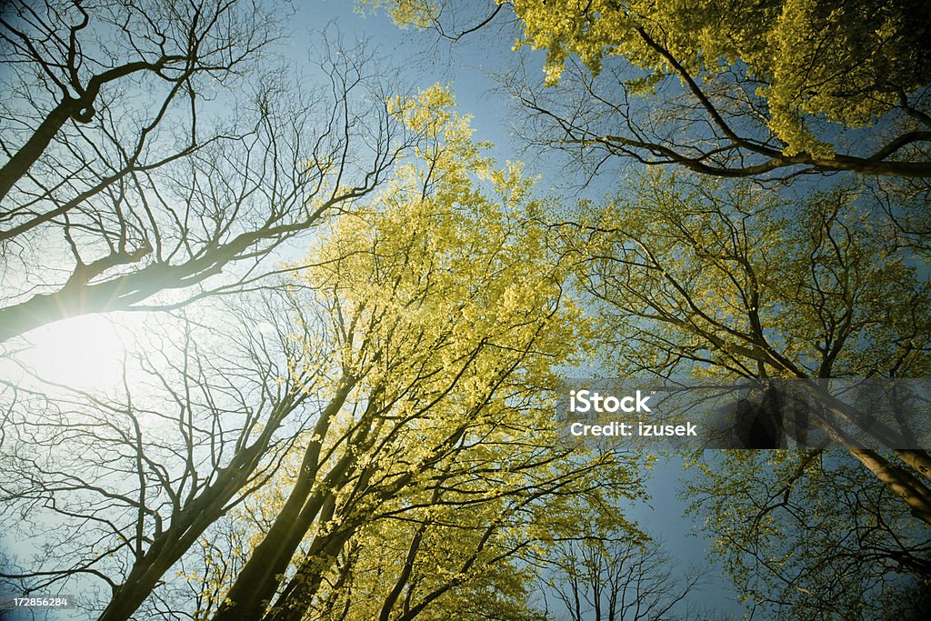 Blossoming trees Low angle view of trees blossoming in spring. Backgrounds Stock Photo
