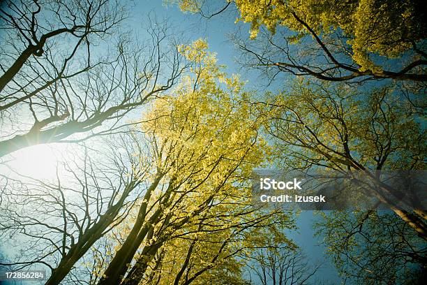 Blossoming Trees Stock Photo - Download Image Now - Backgrounds, Barren, Beauty In Nature