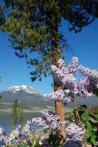 Lilac and Columbine under the pines by a Colorado mountain lake.