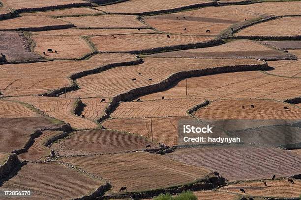 Foto de Terraços Cultiváveis e mais fotos de stock de Animal - Animal, Animal de Fazenda, Burro