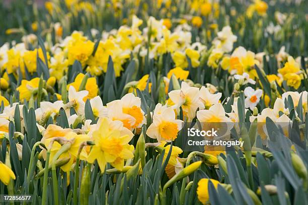 Narzissen - Fotografie stock e altre immagini di Composizione orizzontale - Composizione orizzontale, Fiore, Fotografia - Immagine