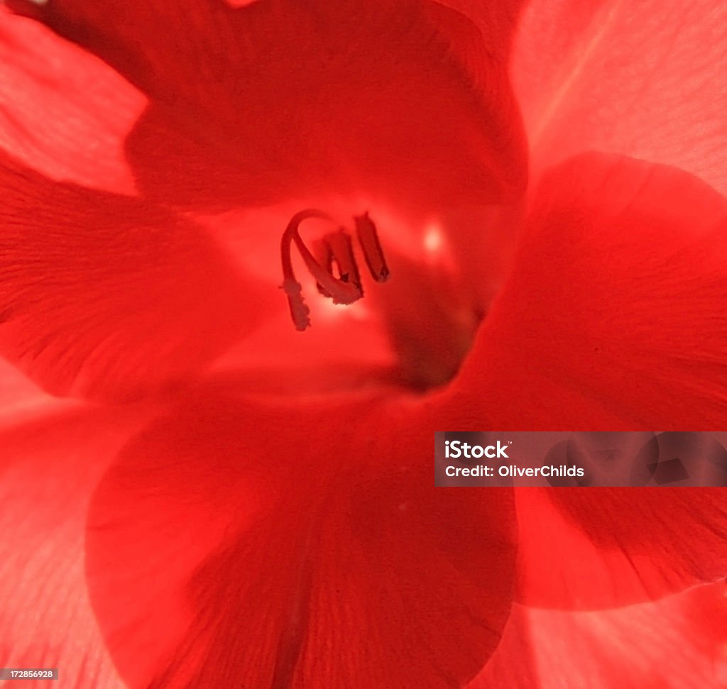 Rosso Gladiolo, interno. - Foto stock royalty-free di Bocciolo